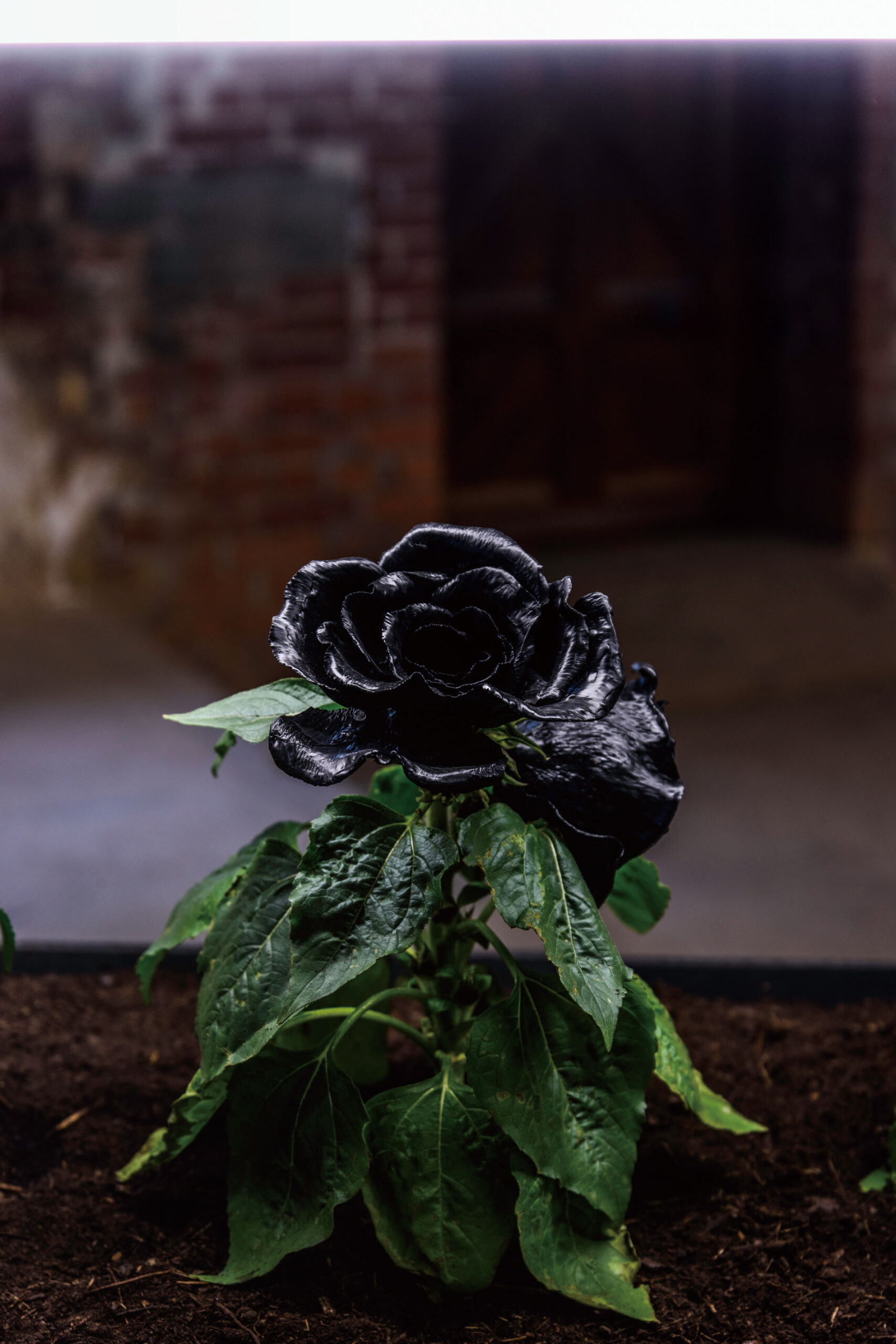 Taemen-Jung-Westpol-3