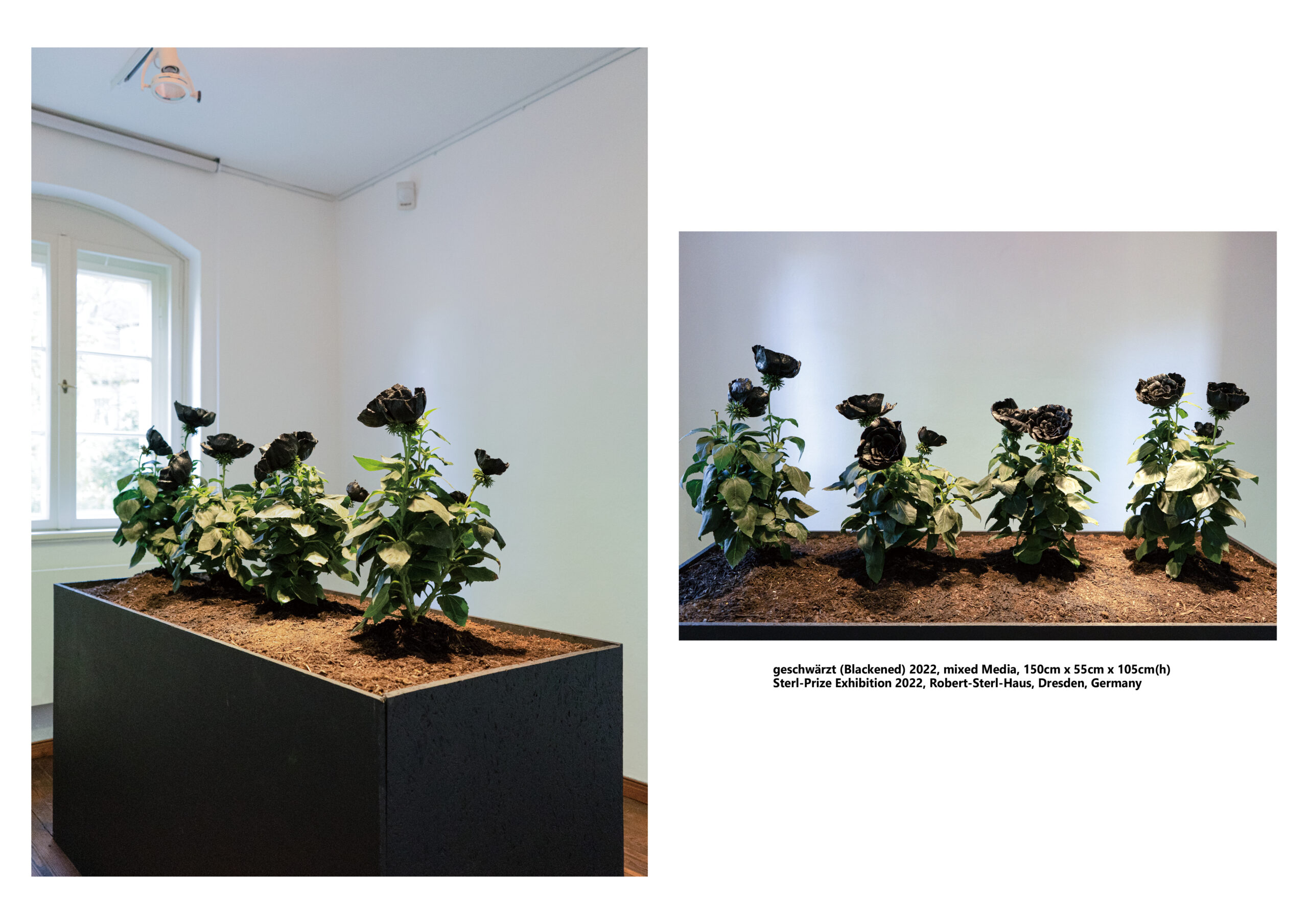 Taemen Jung-geschwärzt (Blackened) 2022