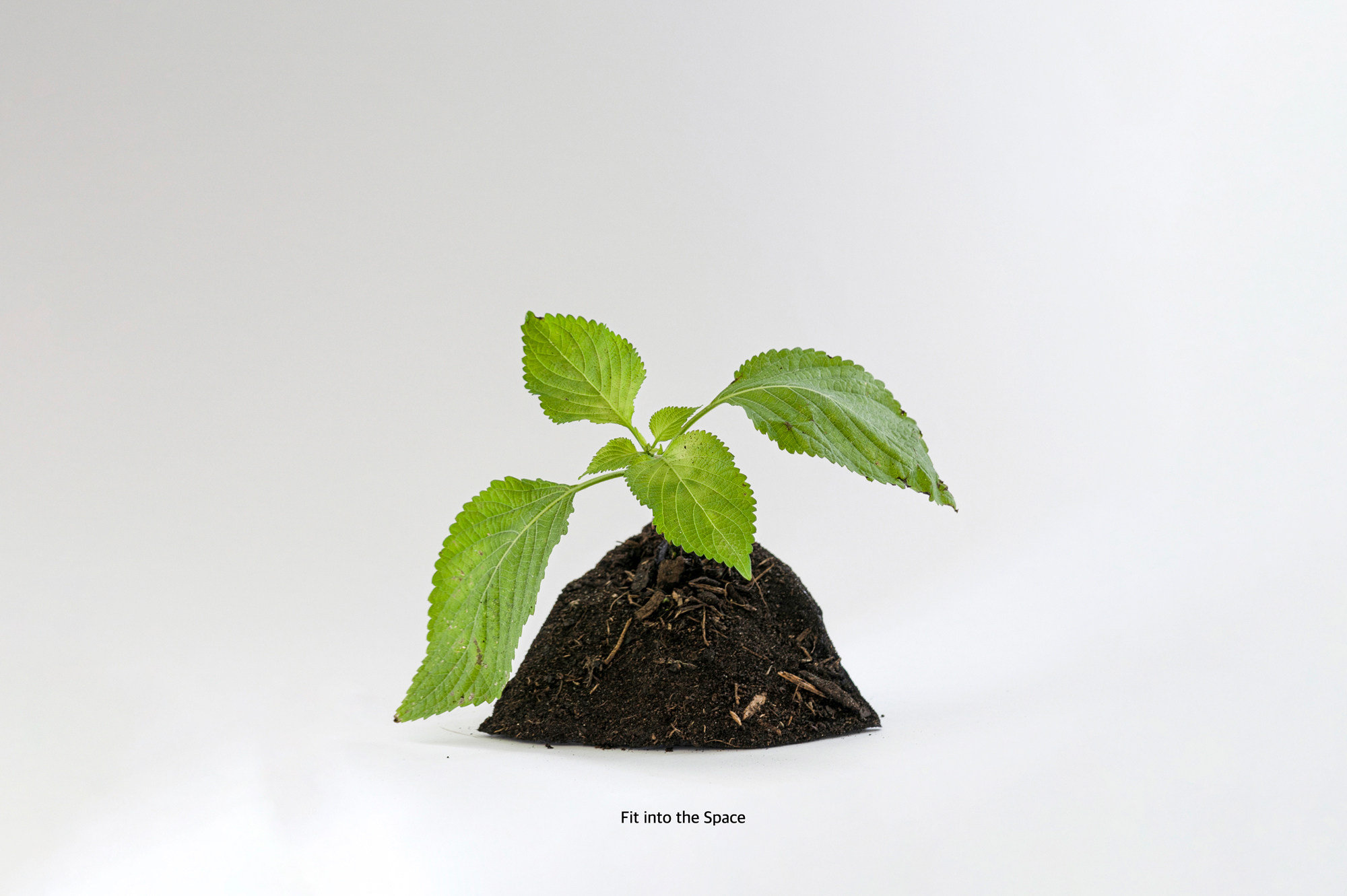 Taemen-Jung-Main-Photo